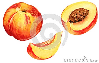 Watercolour illustration of nectarine, peach and peach half, slise of peach, hand drawn sketch of summer fruit, yellow, orange, Cartoon Illustration