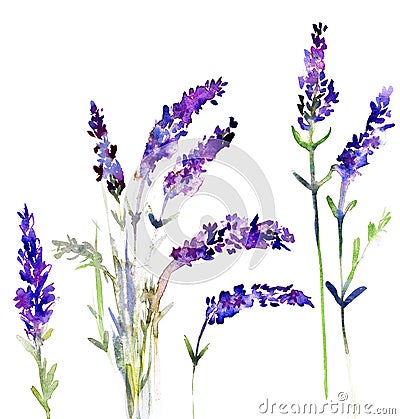 Watercolour Lavender flowers. Hand painted watercolour lavender flowers on isolated white background Stock Photo