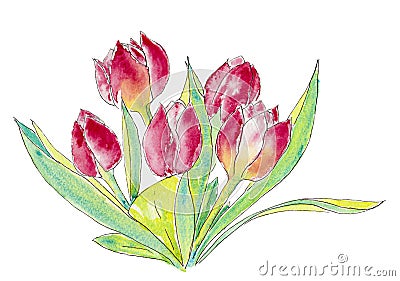 Watercolour painting of red and pink tulips. Stock Photo