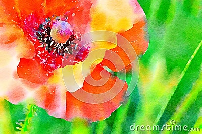 Watercolour painting of red poppy flower in a field. Stock Photo