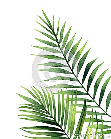 Watercolour palm fronds. Botanical illustration on white background. Green tropical leaves. Cartoon Illustration