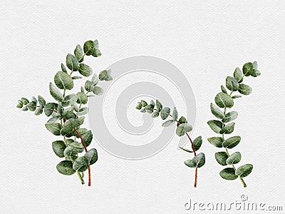 Watercolour set hand painted Eucalyptus round shape on branches. Illustration Natural green leaves elements isolated on white Stock Photo