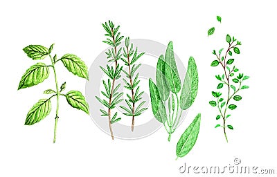 Watercolour Spicy Herbs Stock Photo