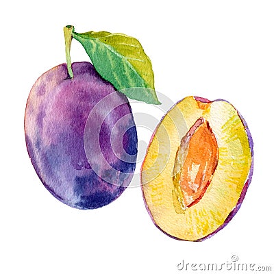Watercolour vector ripe plum fruit illustration. Hand drawn plum. Fresh juicy fruit. Bright illustration. Watercolor Vector Illustration