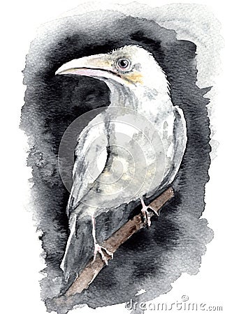 Watercolour White Crow Raven Bird Painting Illustration Stock Photo