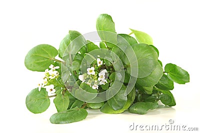 Watercress Stock Photo