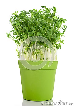 Watercress Lepidium sativum Stock Photo