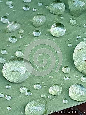 Waterdrop flower close Leaf green Stock Photo