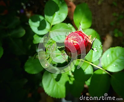 Water drop on flower Stock Photo