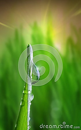 Waterdrop on green on a blade of grass Stock Photo