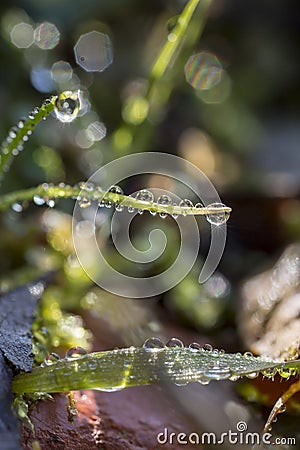 Waterdrop on green leaf after a rain. Stock Photo