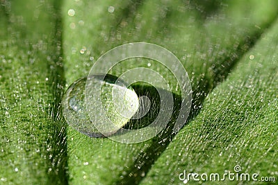 Waterdrop on a leaf Stock Photo