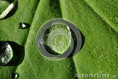 Waterdrop on a leaf Stock Photo