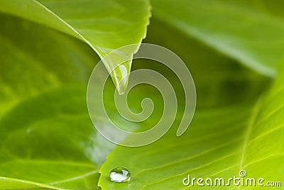 Waterdrop from leaf Stock Photo