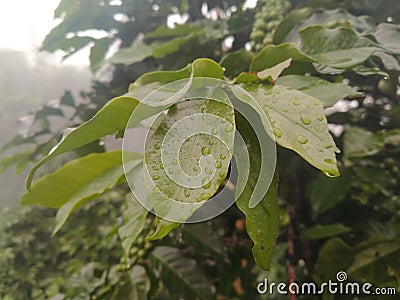 waterdrop leaf with fog Stock Photo
