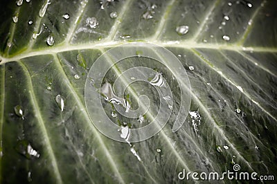 Waterdrop Leaf used as background Stock Photo