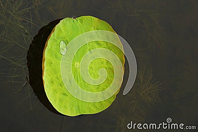 Waterdrop on lotus leaf Stock Photo