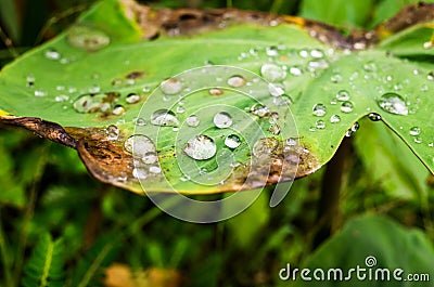 waterdrop on the lotus leaf Stock Photo