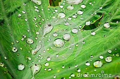 waterdrop on the lotus leaf Stock Photo