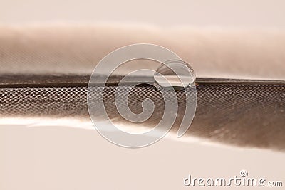 Waterdrop on a pigeon feather Stock Photo