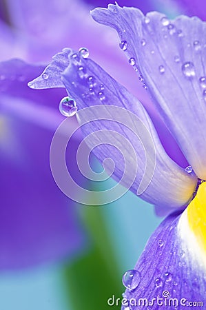 Waterdrops Stock Photo