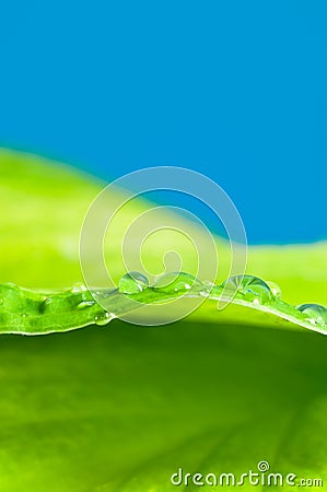 Waterdrops Stock Photo