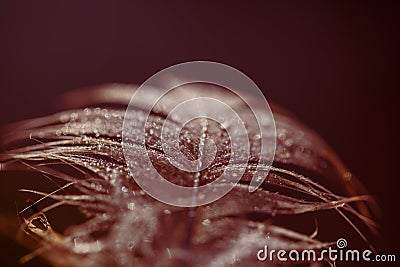 Waterdrops on feather, black and white Stock Photo