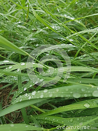 Waterdrops on Grass Stock Photo