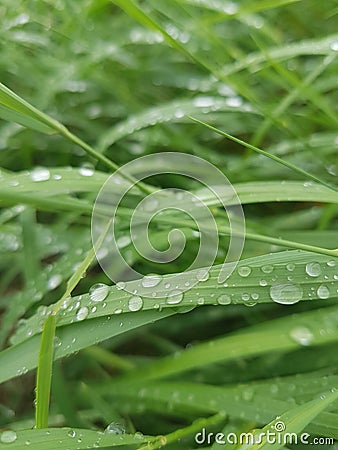 Waterdrops on Grass 2 Stock Photo