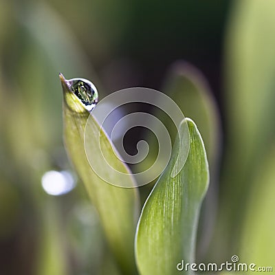 Waterdrops on grass Stock Photo