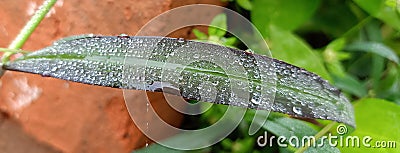 Waterdrops on grass from the morning mist. Stock Photo