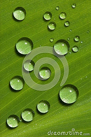 Waterdrops on green leaf Stock Photo