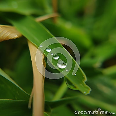 Waterdrops on the leave of a green grass Stock Photo