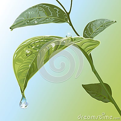 Waterdrops On Leaves Vector Illustration