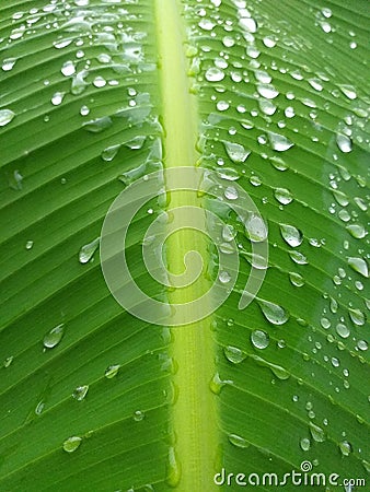 Waterdrops on a palm& x27;s leaf Stock Photo