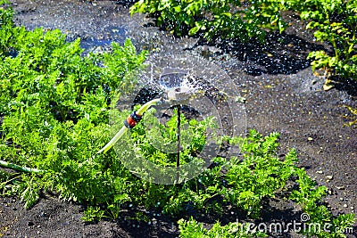 Watered the garden in the garden in the summer Stock Photo