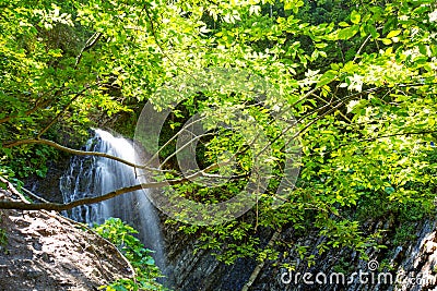 Waterfall in deep moss forest, clean adn fresh in Carpathians, Ukraine. Stock Photo