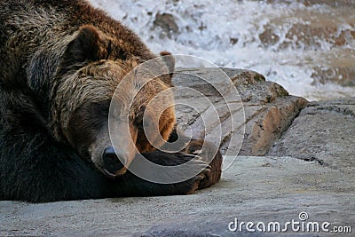 Tired Grizzly Bear Lies Down on Rock Stock Photo