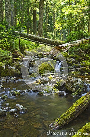Waterfall in forest creek Olympic National Forest Washington state Stock Photo