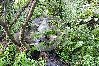 Waterfall in green forest Stock Photo