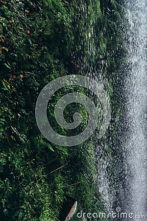 Waterfall, Green leaves background. Natural tropical backdrop nature forest jungle foliage. Stock Photo