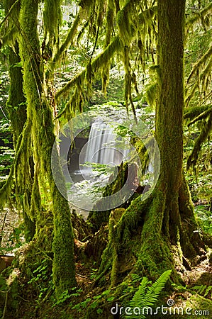 Waterfall in lush green mossy forest Stock Photo