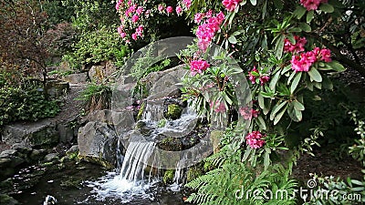 Rhododendron in pots