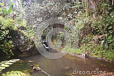Waterfall sliding into a peaceful pool amidst a tropical rain forest Stock Photo