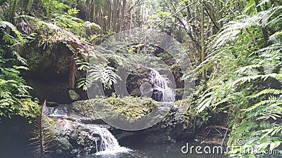 Waterfall sliding into a peaceful pool amidst a tropical rain forest Stock Photo