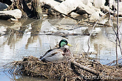 Waterfowl Stock Photo