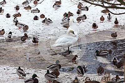 Waterfowl birds as ducks and white swans are on snow near open unfrozen pond Stock Photo