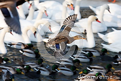 waterfowl by the river Stock Photo