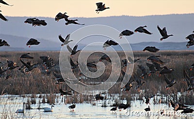 Waterfowl Silhouettes Flying Over Wetlands Stock Photo