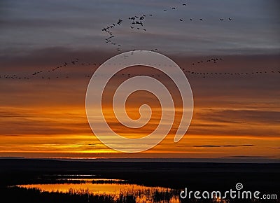Waterfowl Sunrise Stock Photo